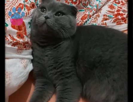 Scottish Fold 1 Yaşında Erkek Kızgınlıkta
