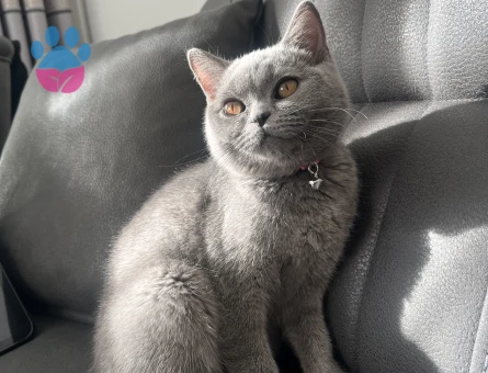 British shorthair kedime eş arıyorum