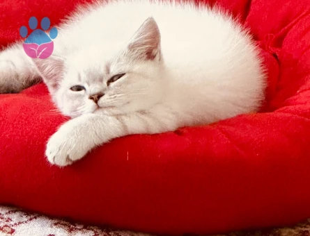 Asil Oğluma Eş Arıyorum