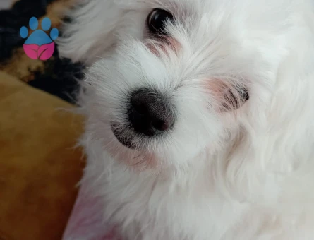 Maltese terier 0 numara eş arıyorum 0 numara veya Poodle ile