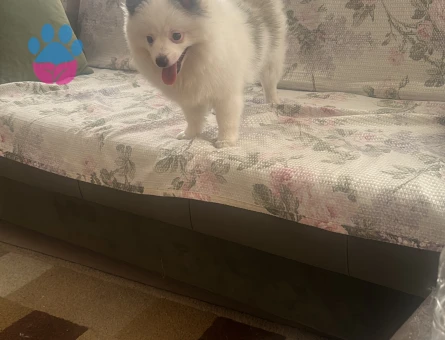 Oğlum Müdür e eş bakıyorum