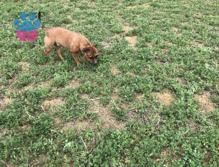 İngiliz staff 6 Yaşında Eş Arıyor