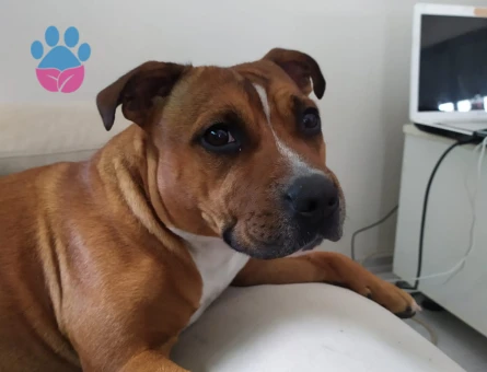 İngiliz staff 6 Yaşında Eş Arıyor