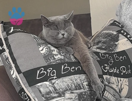 British Shorthair 1 Yaşında Eş Arıyor