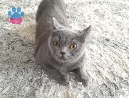 British Shorthair 1 Yaşında Eş Arıyor