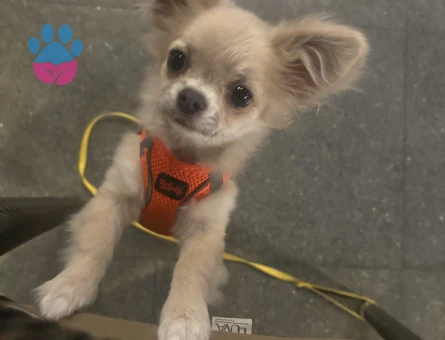 Başkana güzel bir dişi arıyorum