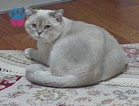 British Shorthair 1 Yaşında