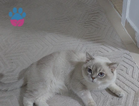British Shorthair 1 Yaşında
