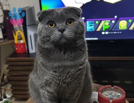 Yakışıklı oğluma eş arıyorum