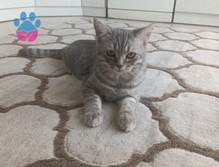 İlk çiftleşme erkek kedimize eş arıyoruz