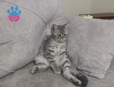 İlk çiftleşme erkek kedimize eş arıyoruz