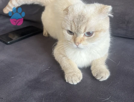 British Shorthair Kedime Eş arıyorum