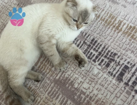 British Shorthair Kedime Eş arıyorum