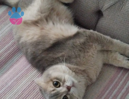 Scottish Fold Kedime Eş arıyoruz