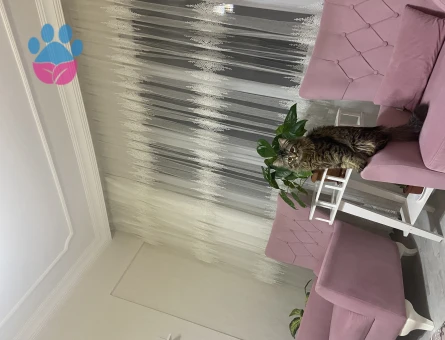 Tekir ve orman kedisi kırması kedime eş arıyorum