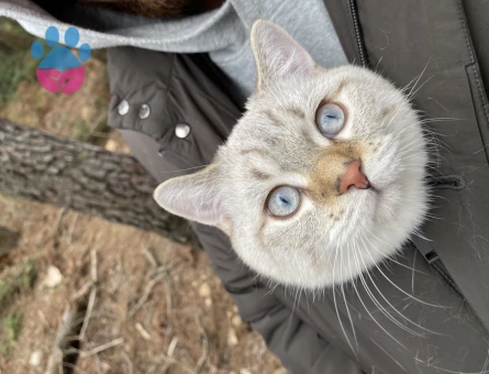 British Shorthair 11 Aylık Eş Arıyor