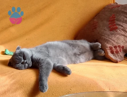 Scottish Fold Prensesimize Eş Arıyoruz