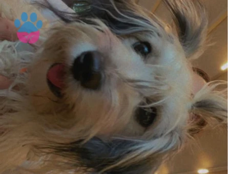 Maltese Terrier 1,5 Yaşında Kızıma Eş Arıyorum