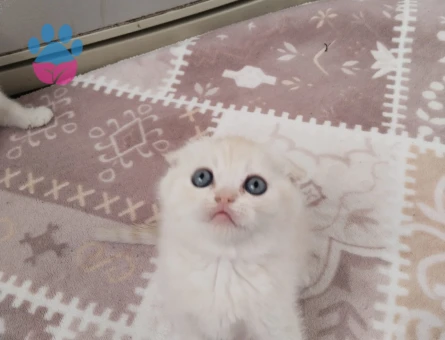 Scottish Fold Bal Rengi Eş Arıyorum
