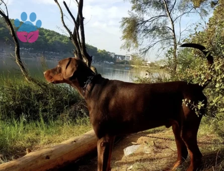 2 yaşında 45 kilo adı gibi Asil doberman