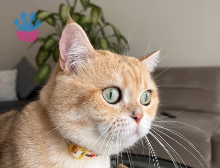 Oğluma eş arıyorum