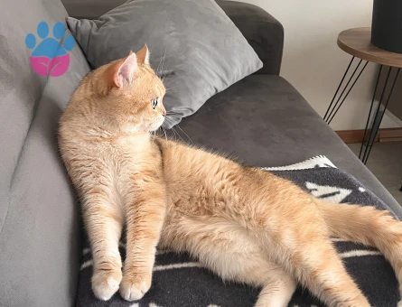 Oğluma eş arıyorum