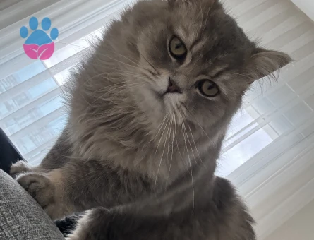 British longhair erkek