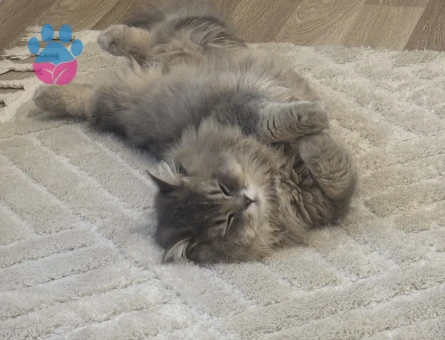 British longhair erkek