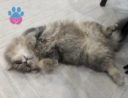 British longhair erkek