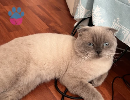 3 Yaşında Erkek Scottish Oğlumuza Eş Arıyoruz