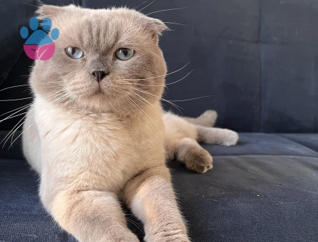 3 Yaşında Erkek Scottish Oğlumuza Eş Arıyoruz