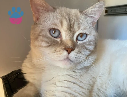 Oğlumuza eş arıyoruz