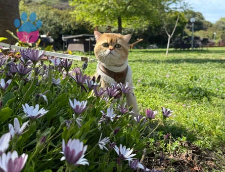 Oğlumuz mia ya eş arıyoruz