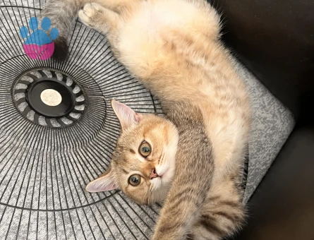 Exotic Shorthair Balım Eş Arıyor