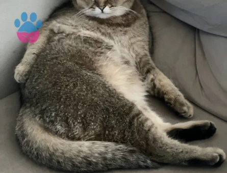 Exotic Shorthair Balım Eş Arıyor