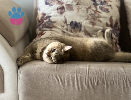 Exotic Shorthair Balım Eş Arıyor