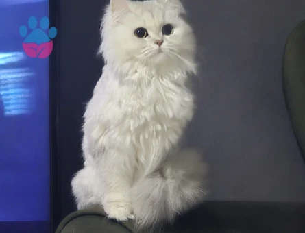 British Shorthair 4 Yaşında Kızgınlıkta