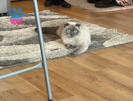 Yakisikli oğluma güzel gelin arıyorum