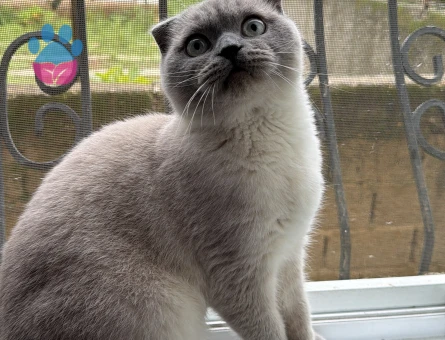 Yakisikli oğluma güzel gelin arıyorum