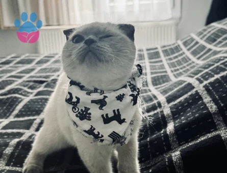 Yakisikli oğluma güzel gelin arıyorum