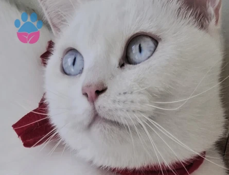 KIZIMIZA DAMAT ADAYI ARIYORUZ