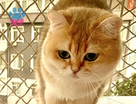 Safkan Golden ny12 British sorthair kedime dişi arıyorum