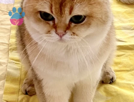 Safkan Golden ny12 British sorthair kedime dişi arıyorum