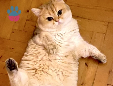 Safkan Golden ny12 British sorthair kedime dişi arıyorum