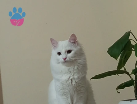 Boncuk için eş ariyoruz