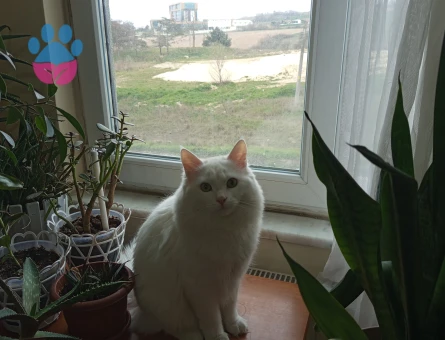 Boncuk için eş ariyoruz