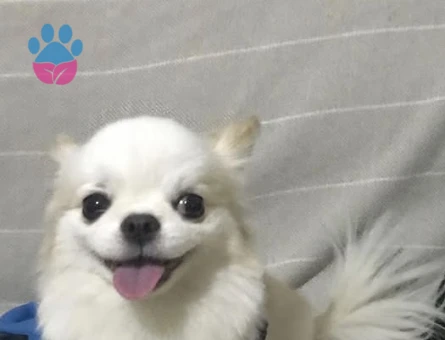 CHİVAVA ARES OĞLUMA DIŞI ARIYORUM