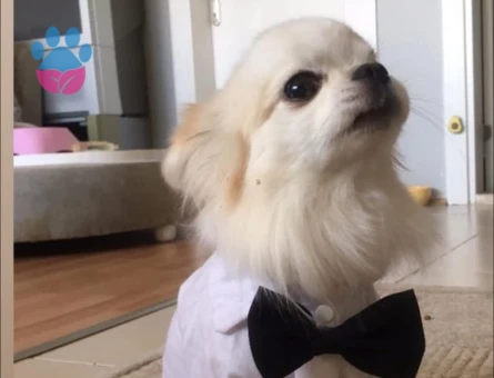 CHİVAVA ARES OĞLUMA DIŞI ARIYORUM