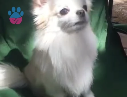 CHİVAVA ARES OĞLUMA DIŞI ARIYORUM