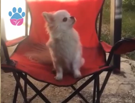 CHİVAVA ARES OĞLUMA DIŞI ARIYORUM